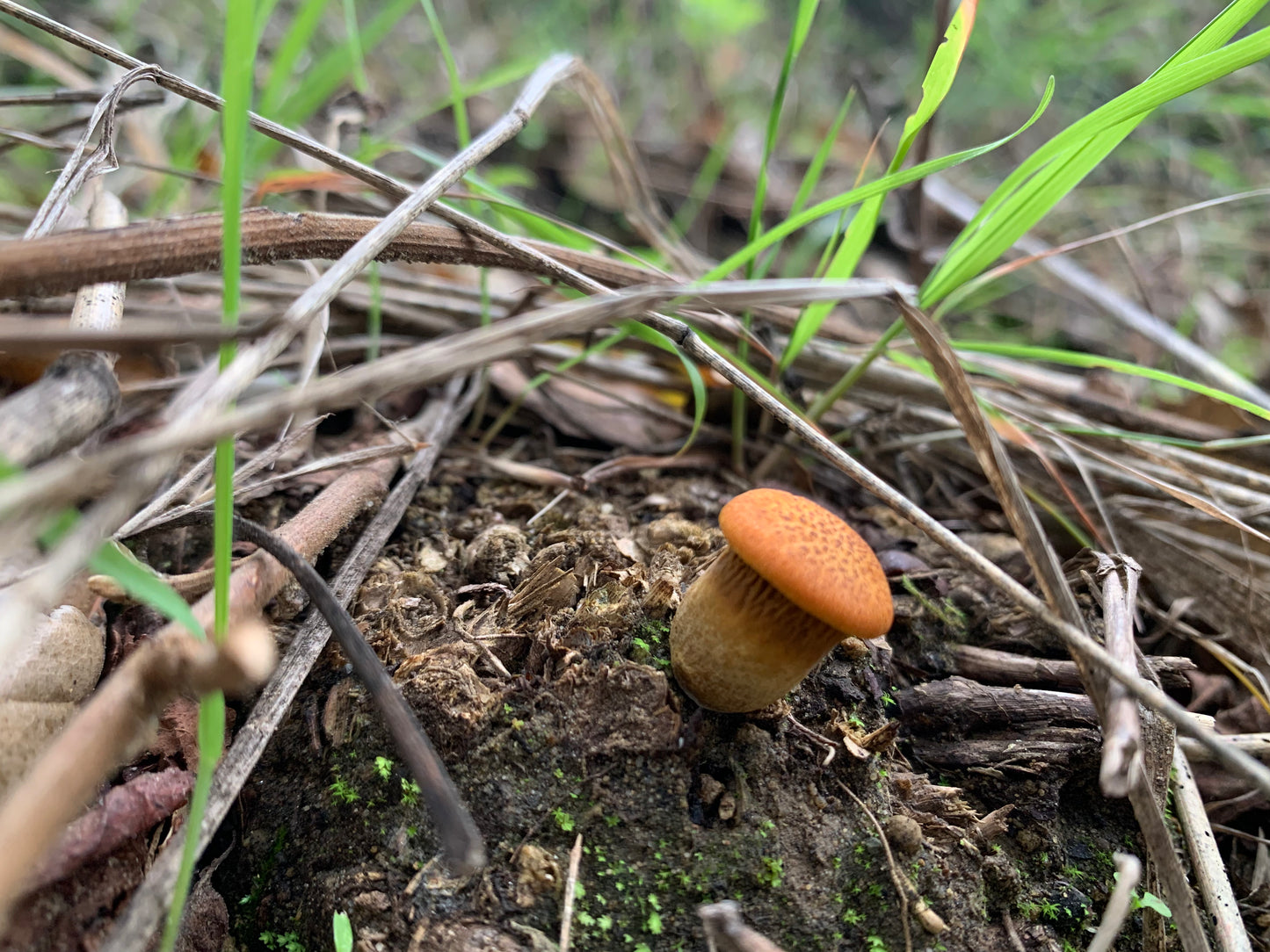 MARCH 10TH MUSHROOM HUNT