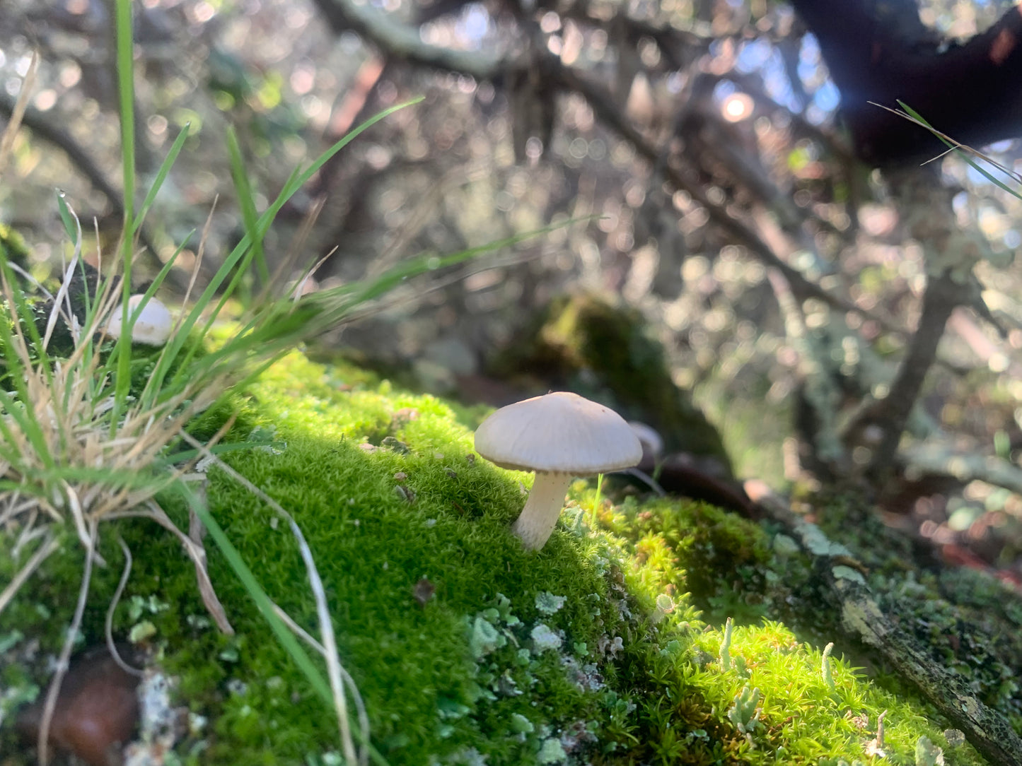 MARCH 10TH MUSHROOM HUNT