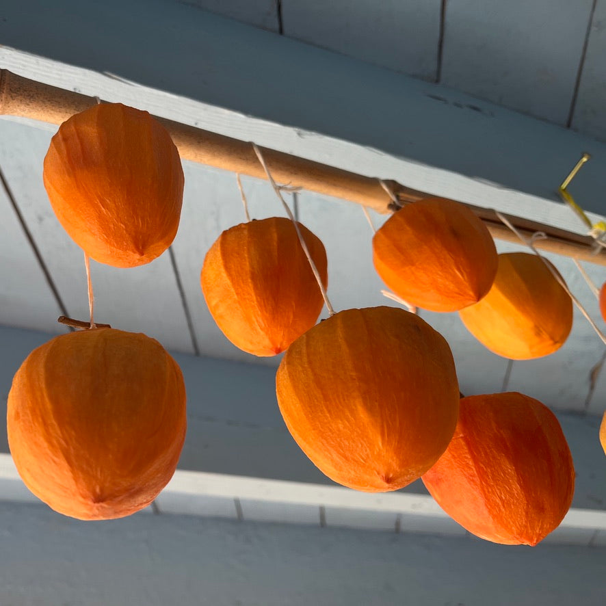 hachiya persimmons hung to dry