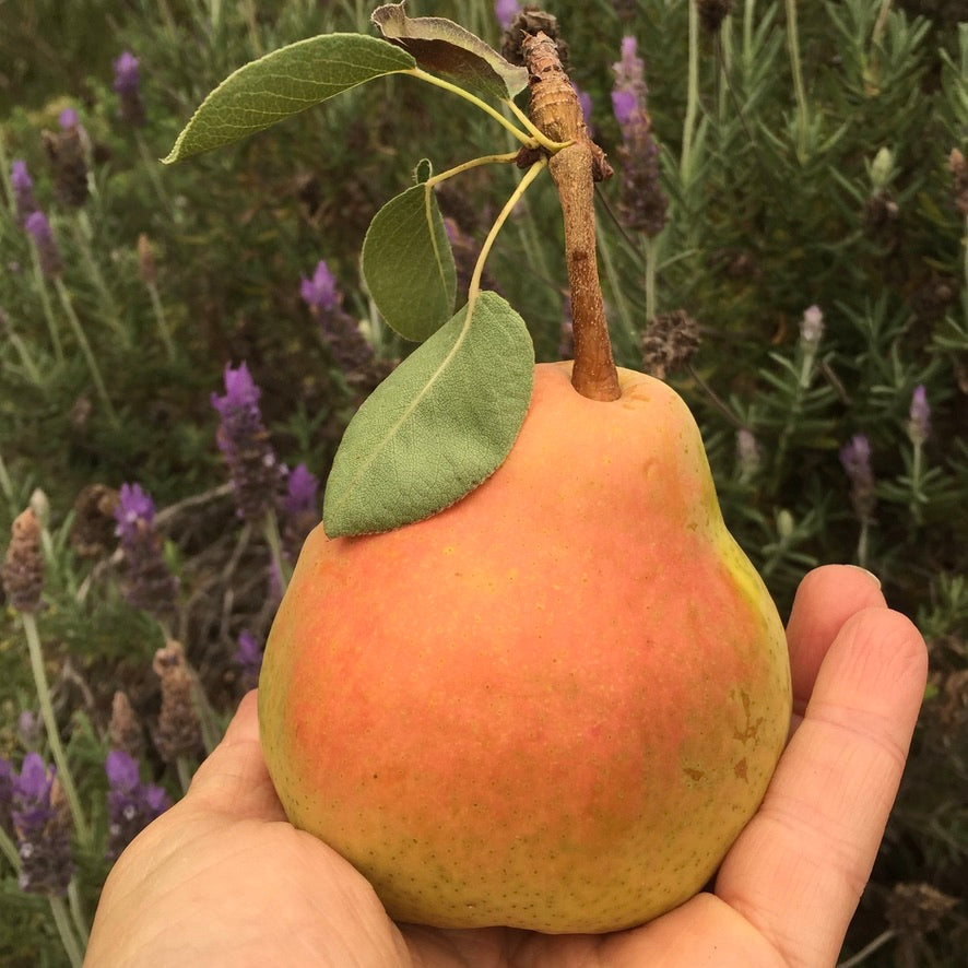 Just Pear Sauce