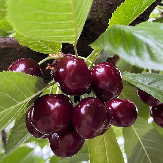 Ripe Bing Cherries ready to be picked