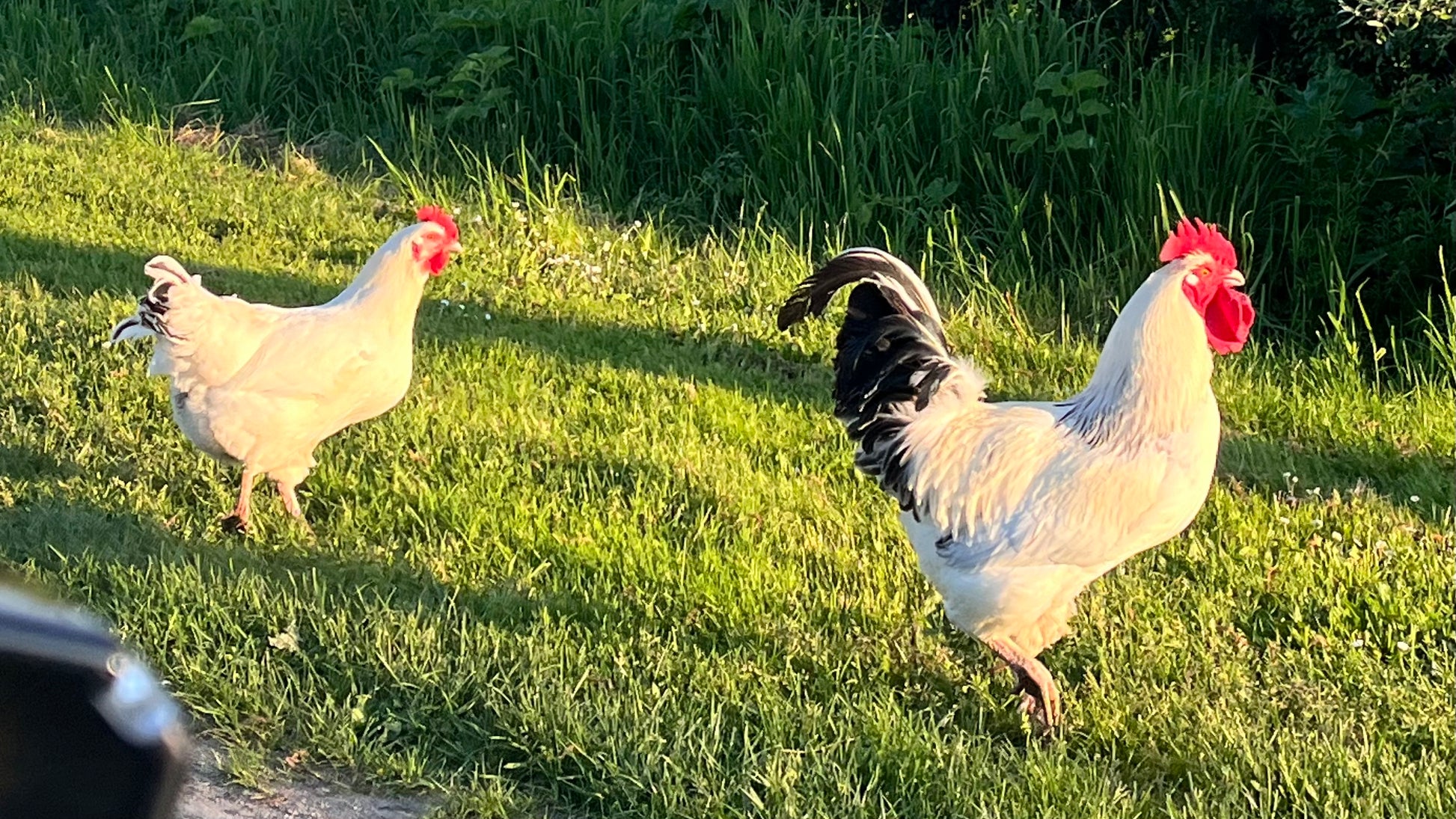  Eating the Whole Chicken: A French hen and rooster foraging on green grass in golden light — free-range chickens raised the way nature intended, the inspiration for a whole-animal cooking class in Santa Barbara