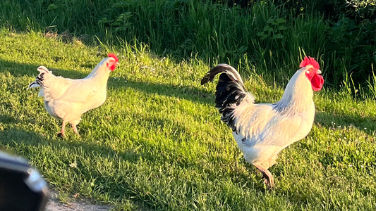  Eating the Whole Chicken: A French hen and rooster foraging on green grass in golden light — free-range chickens raised the way nature intended, the inspiration for a whole-animal cooking class in Santa Barbara
