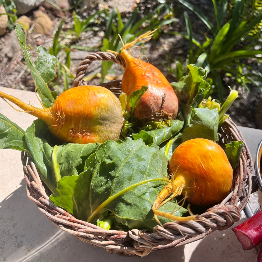 Golden beets: A wicker basket of golden beets with their greens still attached — fresh whole vegetables ready for a root-to-stem hands-on cooking class in Santa Barbara
