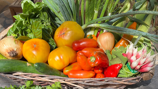 Eating the Whole Vegetable: A wicker basket overflowing with summer vegetables — heirloom tomatoes, bunch onions, fennel, sweet corn, peppers, basil, cucumber, and radishes — fresh from the market for a root-to-stem cooking class in Santa Barbara