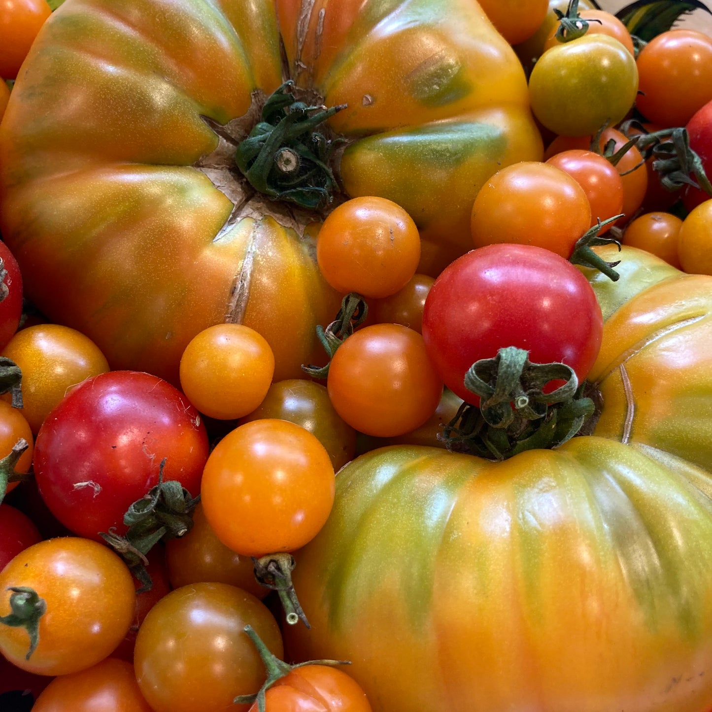 Harvest Morning — Tomato Preserving Class Tuesday September 1st