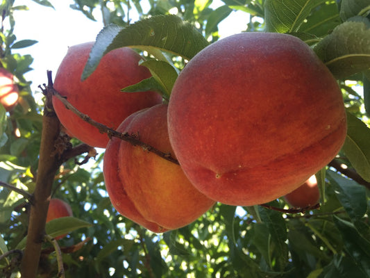 SATURDAY MARKET FORAY AUGUST 22ND