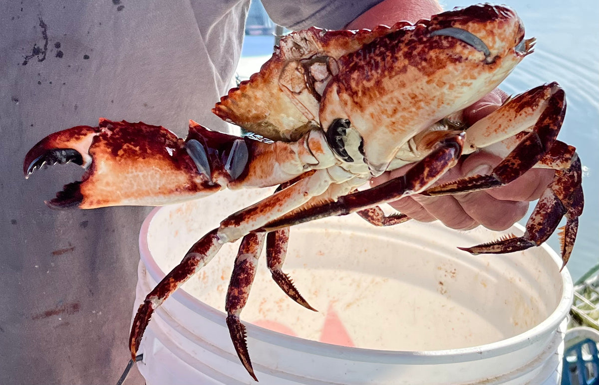 live rock crab